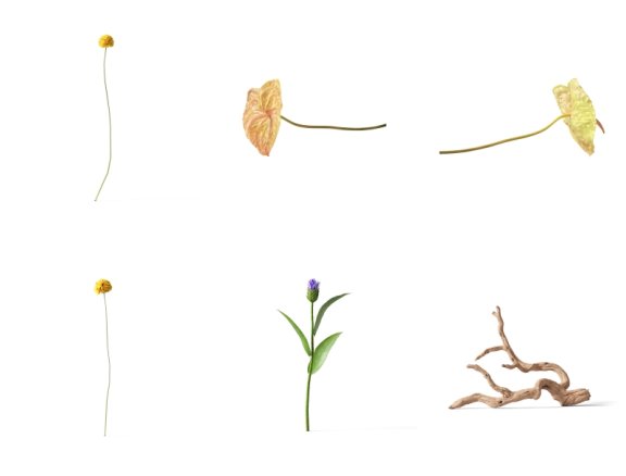 超高清PNG花卉素材植物素材免抠花卉免抠植物花卉元素透明背景