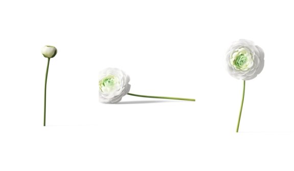 花卉素材植物素材免抠花卉免抠植物花卉元素超高清PNG花卉素材植物素材免抠花卉免抠植物花卉元素透明背景