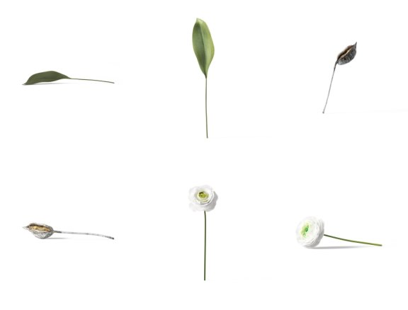 花卉素材植物素材免抠花卉免抠植物花卉元素超高清PNG花卉素材植物素材免抠花卉免抠植物花卉元素透明背景