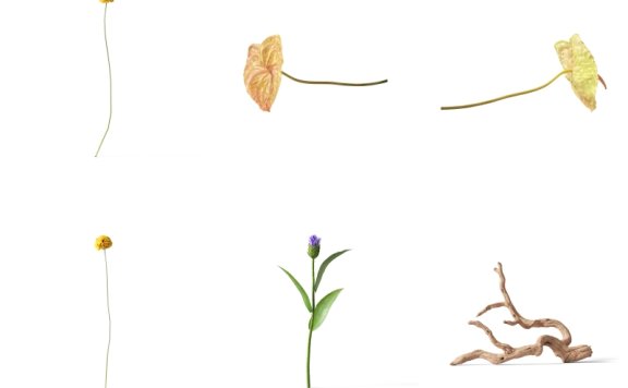 超高清PNG花卉素材植物素材免抠花卉免抠植物花卉元素透明背景