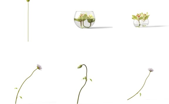 花卉素材植物素材免抠花卉免抠植物花卉元素超高清PNG花卉素材植物素材免抠花卉免抠植物花卉元素透明背景