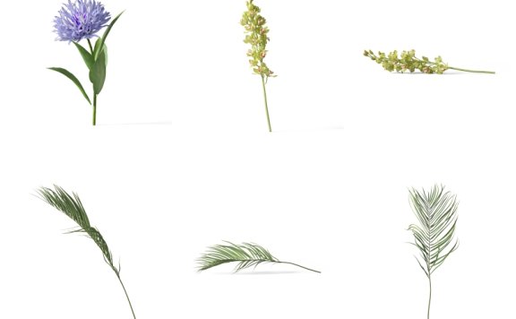 花卉素材植物素材免抠花卉免抠植物花卉元素超高清PNG花卉素材植物素材免抠花卉免抠植物花卉元素透明背景