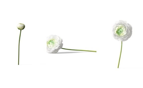 花卉素材植物素材免抠花卉免抠植物花卉元素超高清PNG花卉素材植物素材免抠花卉免抠植物花卉元素透明背景