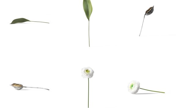 花卉素材植物素材免抠花卉免抠植物花卉元素超高清PNG花卉素材植物素材免抠花卉免抠植物花卉元素透明背景